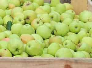 jablka w skrzyni II kl