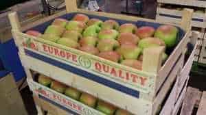 jablka w skrzynkach drewnianych ukladane