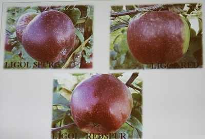 ligolredspur