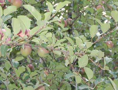 przedziorkipordzewiaczemszycexx r