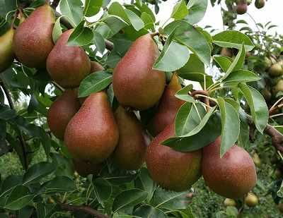 rumianegruszkidrzewo