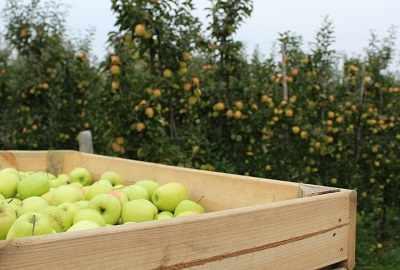 skrzyniawsadziegoldendel