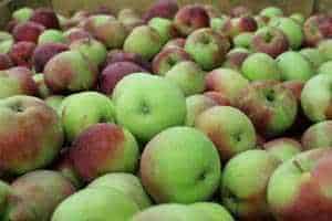 zielono-czerwone jablka rs