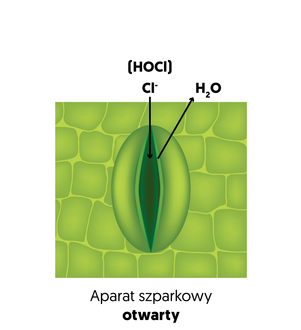Rysunek_1_HOCL-Otwarta_1.png