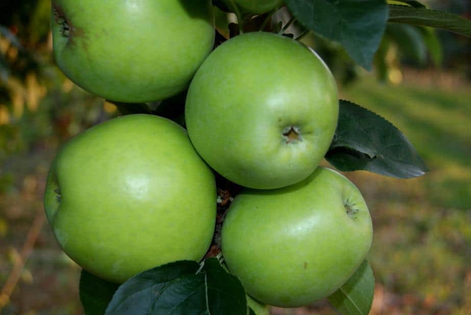 Przy cenie 0,50 zł/kg za przemysł można pomyśleć nad uprawą sadów przemysłowych