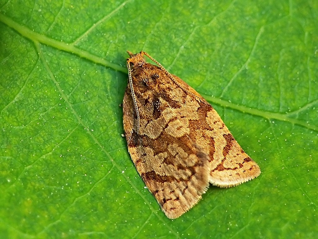 Zwójka siatkóweczka