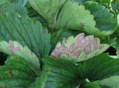 Komunikat dla owoców miękkich, 12.05 – mgr inż. Piotr Zieliński