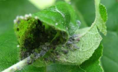 Bieżące wskazówki D.Poszywała – parch, mszyce, zwójki