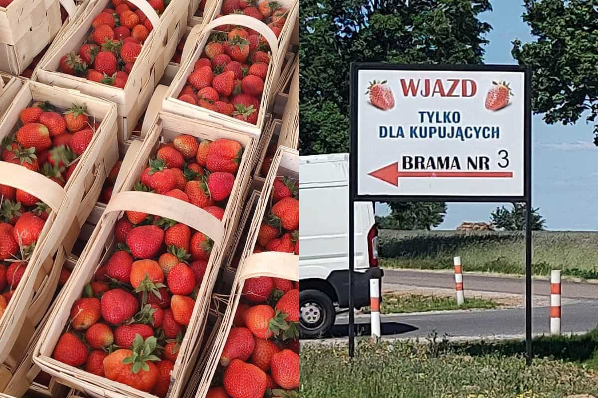 Giełda Goławin: Wzrost cen truskawek deserowych i przemysłowych 