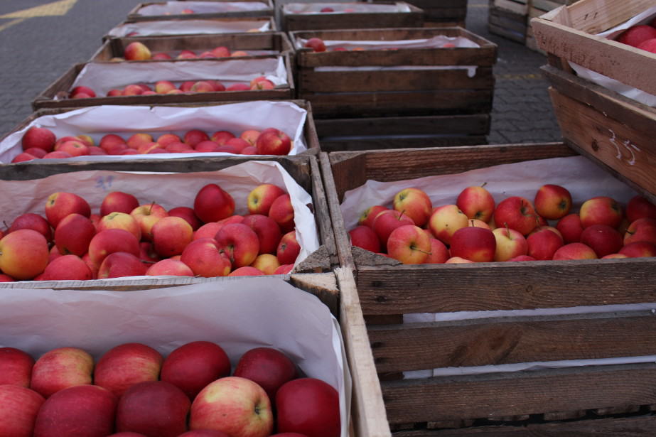 Bronisze: Większy popyt na Ligola, Jonagoreda i Szampiona