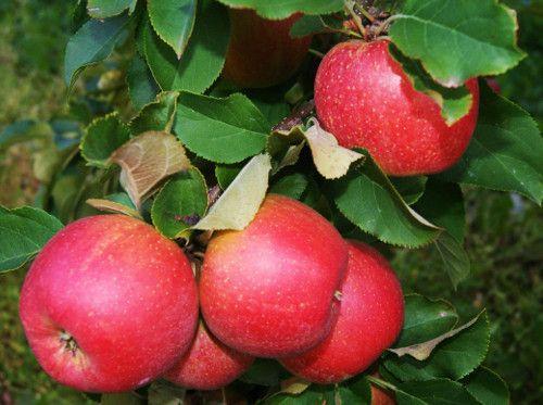 KOMUNIKAT SKS 19 2018-08-22, Jabłonie