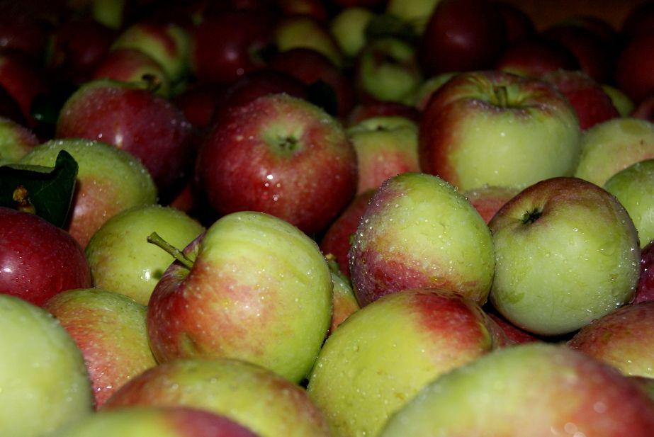 „Nadchodzą trudne miesiące dla rynku jabłek” – ale nie dla producentów