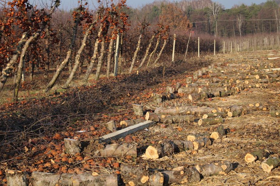 Co mówią przeciwnicy dopłat do karczowania sadów jabłoniowych?