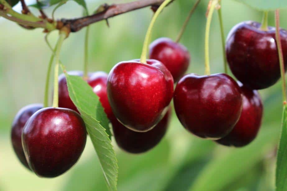 Cena czereśni jest wielkim rozczarowaniem