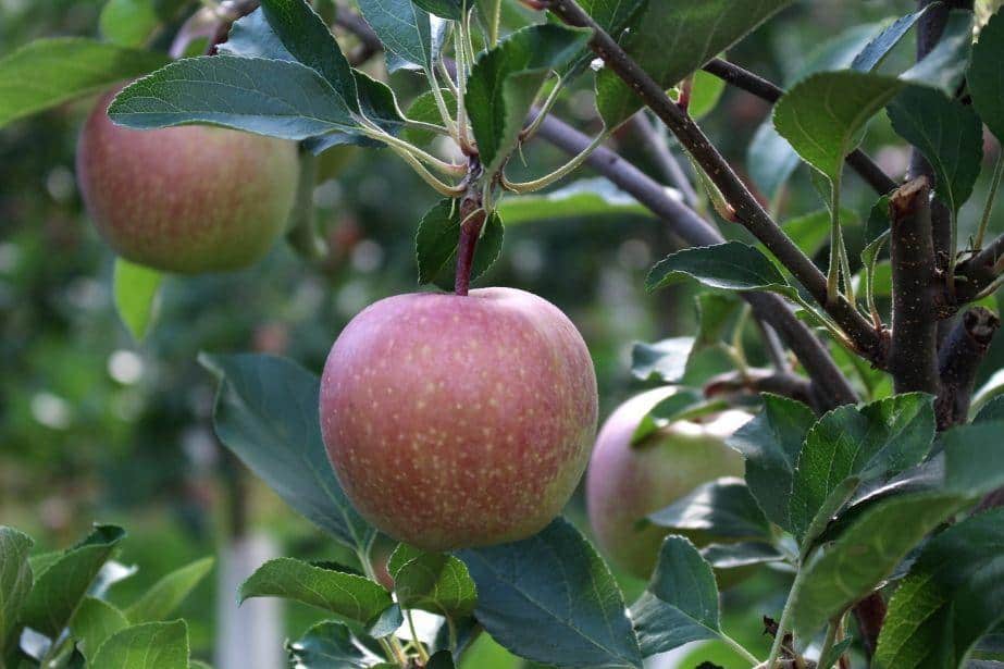 Projekt SAD MINIMUM POZOSTAŁOŚCI, Pierwsze badania: Zawartość substancji poniżej progu wykrywalności!