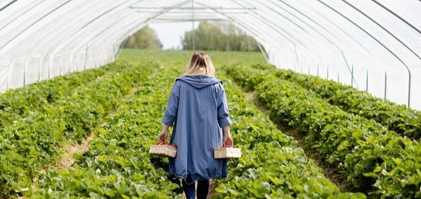 „Najlepsza praca na świecie” – Producenci owoców zapraszają na plantacje 