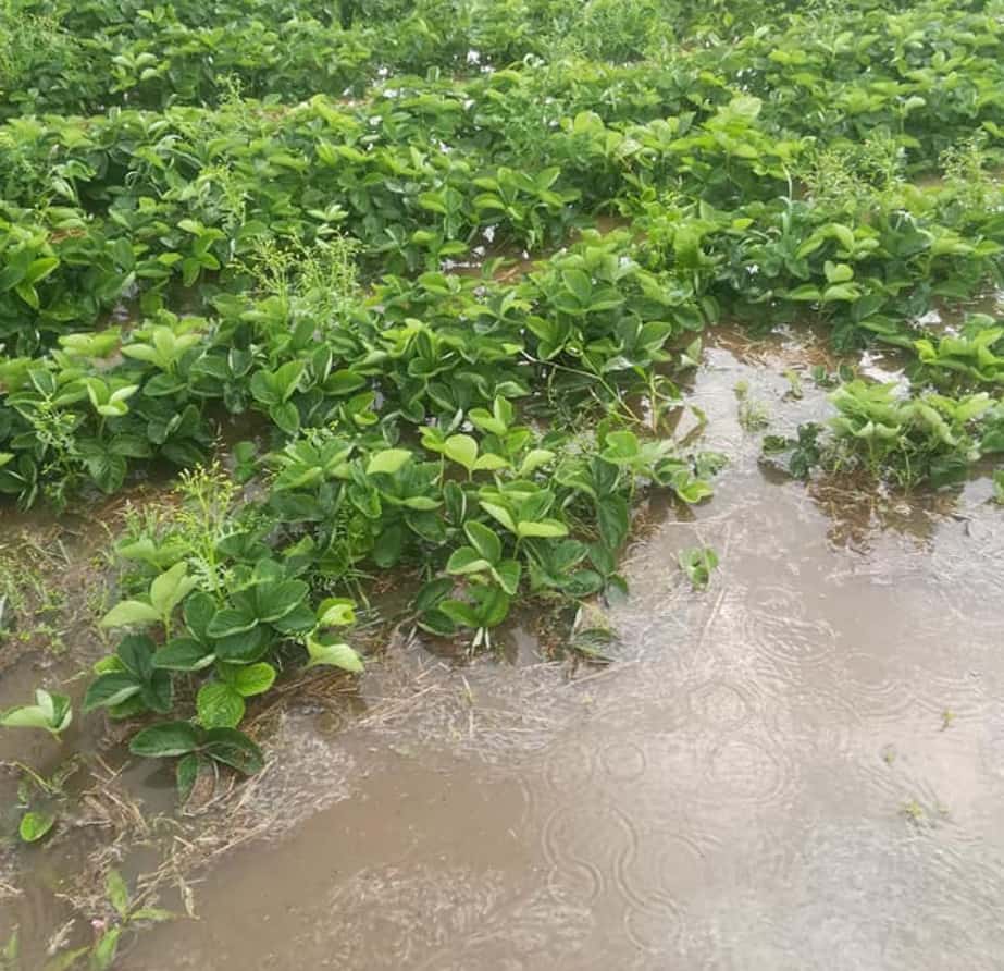 Gmina Magnuszew: Plantacje truskawek pod wodą