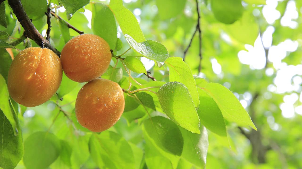 Hiszpania: Opóźnione i mniejsze zbiory owoców pestkowych