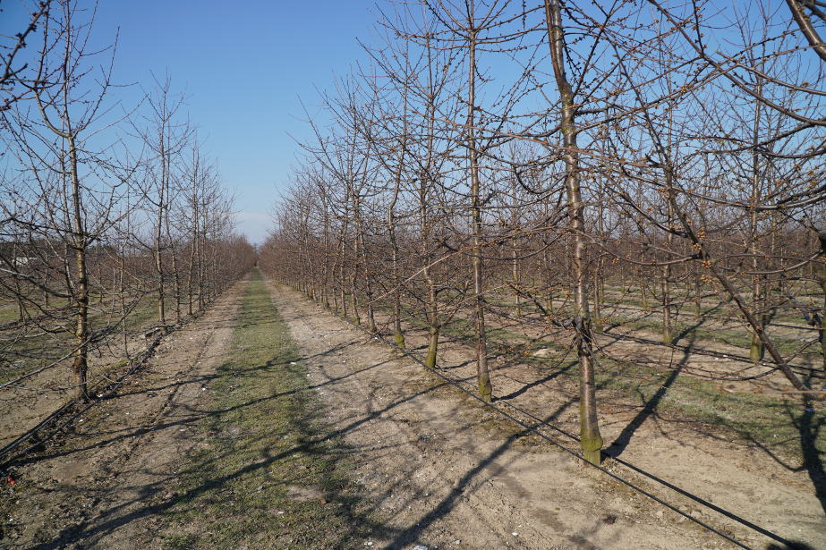 PZU odmawia sadownikom ubezpieczenia wiśni i czereśni od przymrozków? 