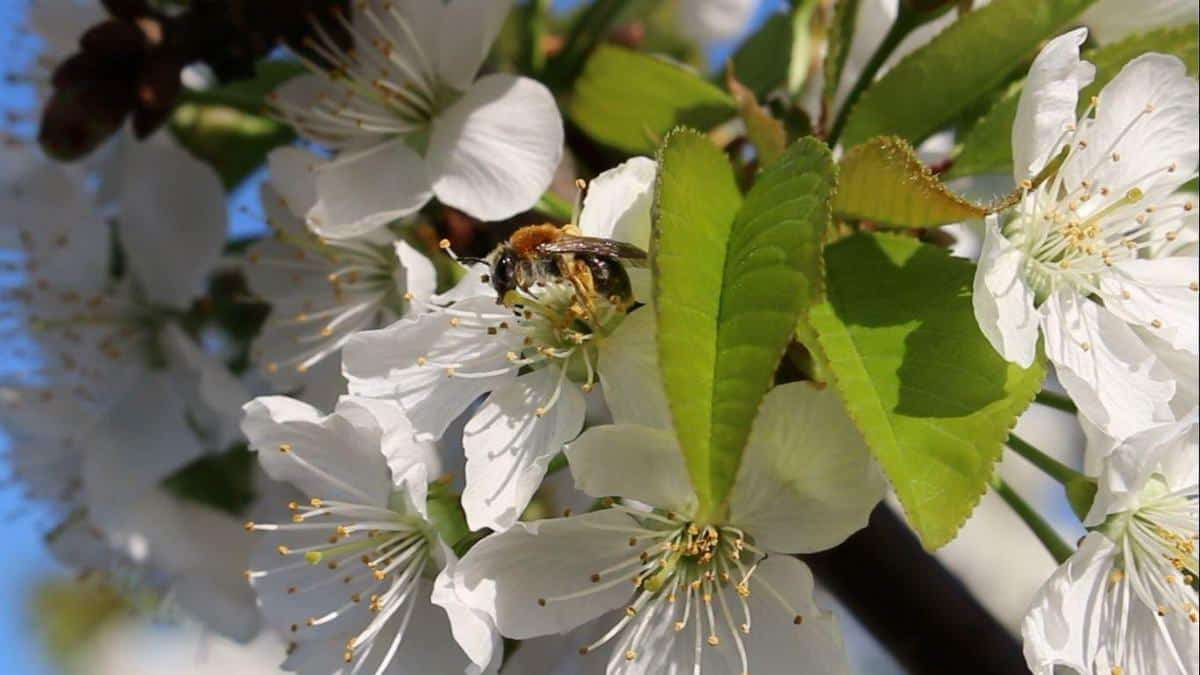 KOMUNIKAT SKS 6 2018-04-24, Śliwa, czereśnia, wiśnia