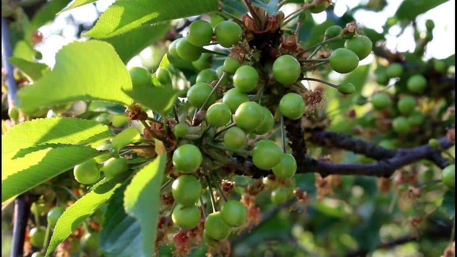 KOMUNIKAT SKS 9 2018-05-04, Czereśnia i wiśnia