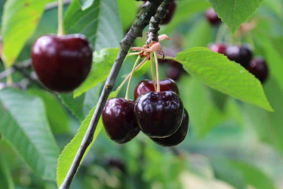 Wiśnie i czereśnie – sytuacja w sadach, aktualne zabiegi 