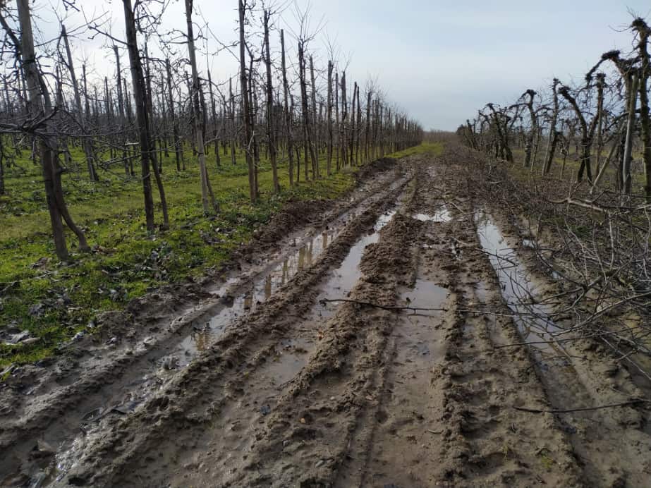 Majowe deszcze wypłukały składniki mineralne z podłoża?