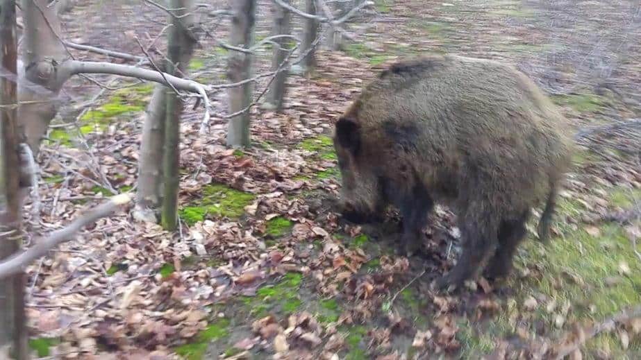 Czy sadownicy wygrają walkę z dzikami? O roli kół łowieckich opowiada myśliwy Arkadiusz Betcher 