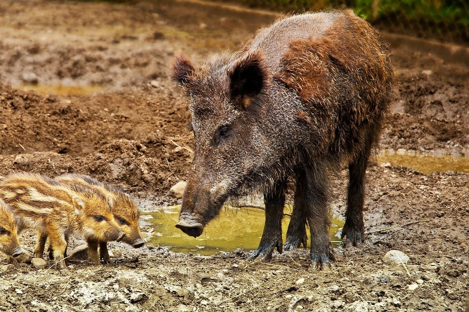 Sadownicy polują: Myślistwo w czasie epidemii – nowe regulacje