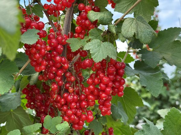 długie_grona_deserowej_porzeczki_IMG_3990.jpg