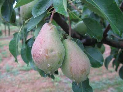 gruszki-przed-zbiorem