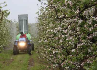 opryskiwanie kwitnienie