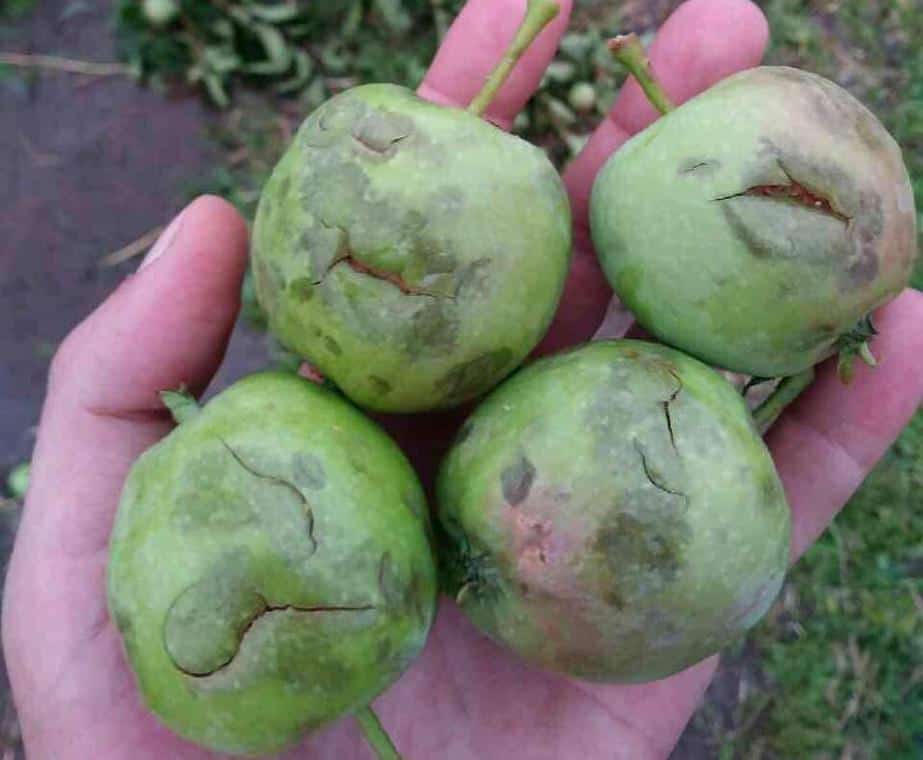 Anomalie pogodowe 2019 i ich wpływ na produkcję owoców