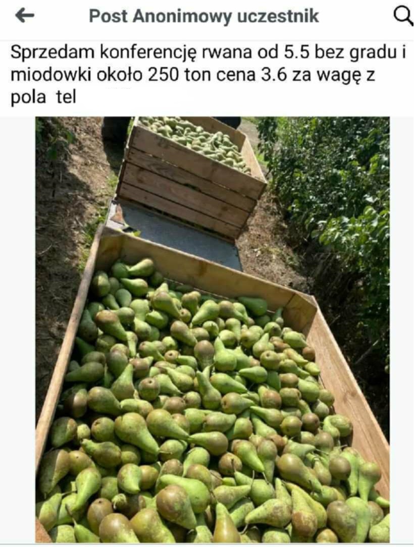 grusza.jpg