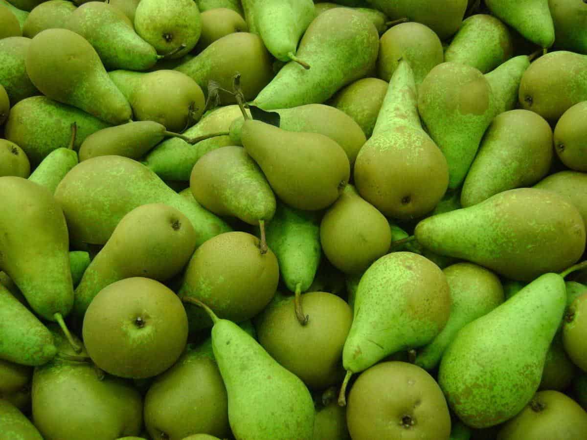 Spadek produkcji gruszek 