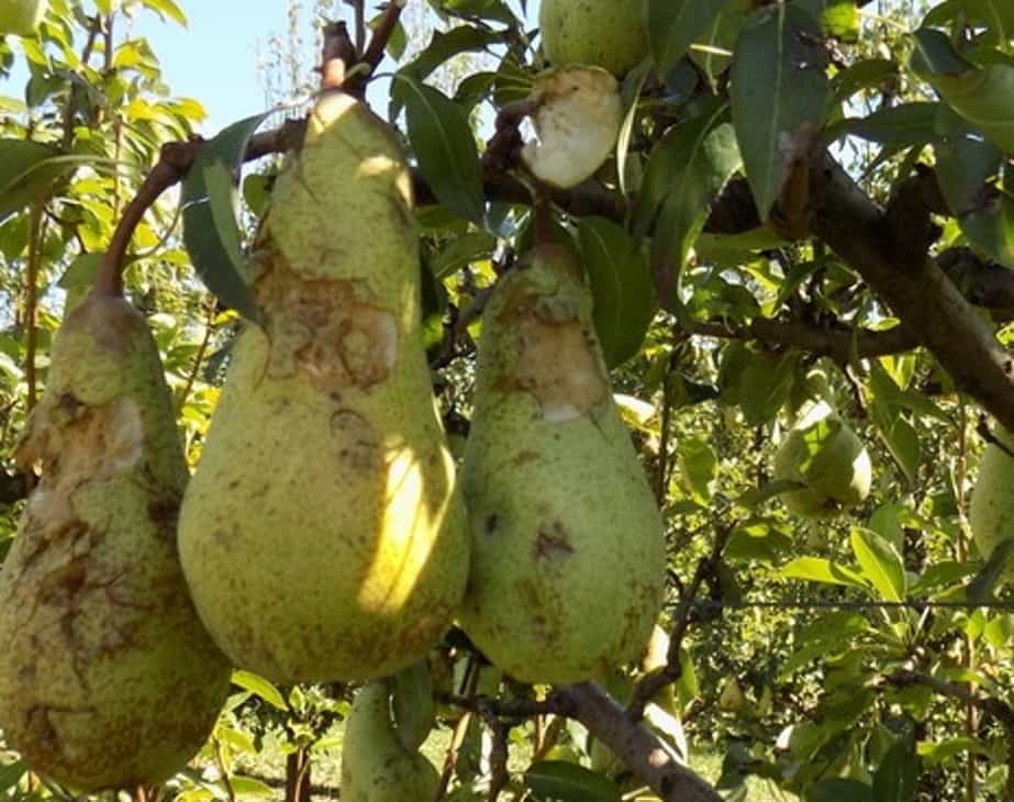 Halyomorpha halys  –  plaga we włoskich sadach