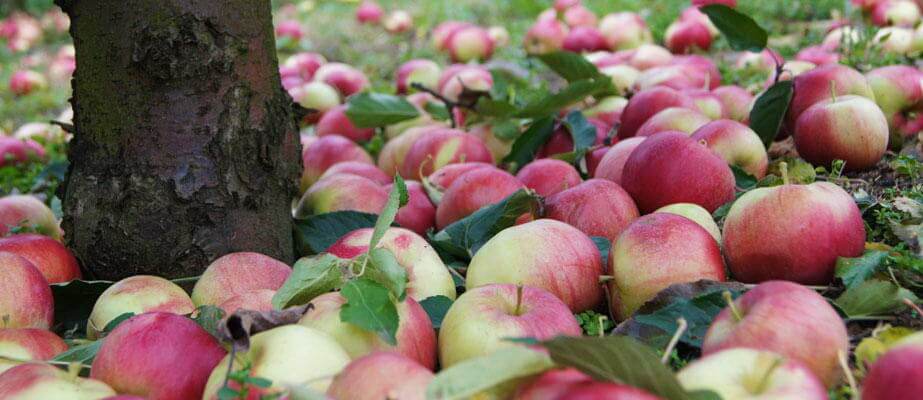 Dlaczego produkujemy jabłka przemysłowe? „Większość producentów jabłek przemysłowych ponosi duże straty”