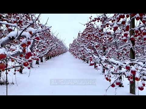 Śnieg przykrył miliony jabłek [VIDEO]