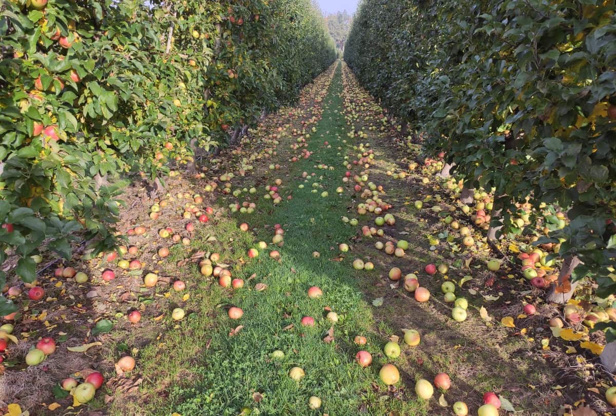 Jak dzieci we mgle...