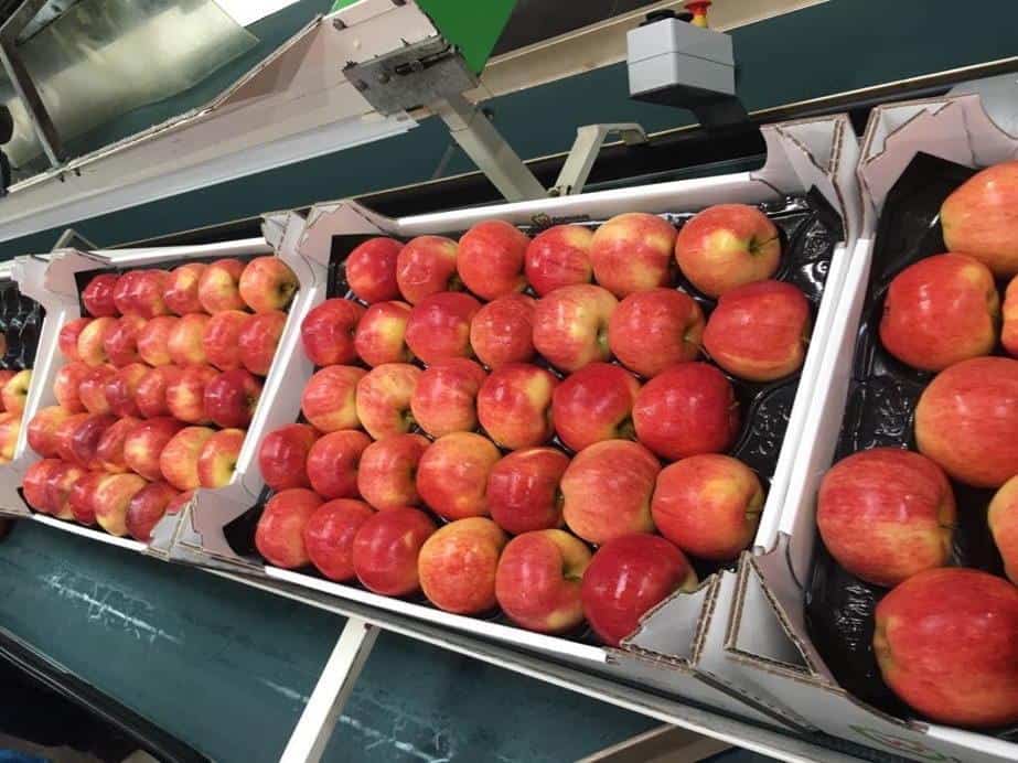 „Zachowajmy zimną krew!” Ceny jabłek spadają. Dlaczego? Wywiad z Prezesem FRUIT FAMILY Jerzym Żółcikiem 