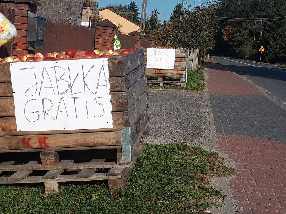 Sadownik rozdaje jabłka: „Jabłka gratis – prosimy częstować się”