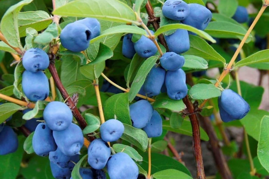 Jagoda kamczacka - zbliżają się zbiory. Czy uprawa wciąż tak opłacalna jak kiedyś?