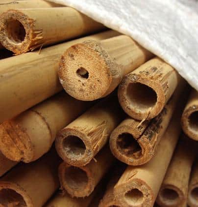 Zbigniew Frymus, Kokos: Co sadownicy powinni wiedzieć o tyczkach bambusowych?