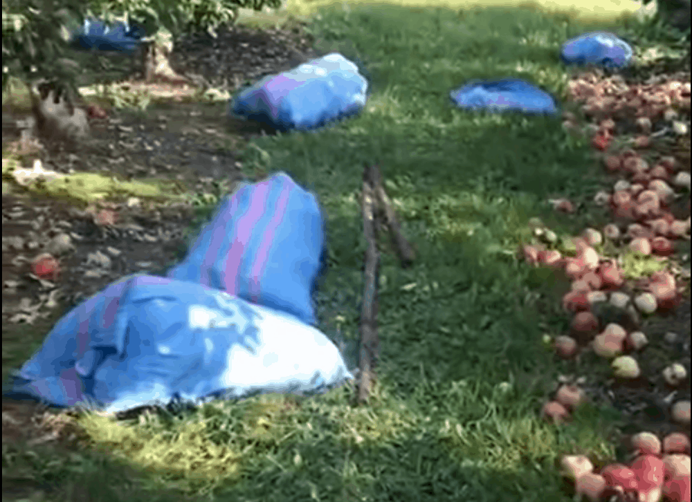 Złodzieje grasują w sadach 