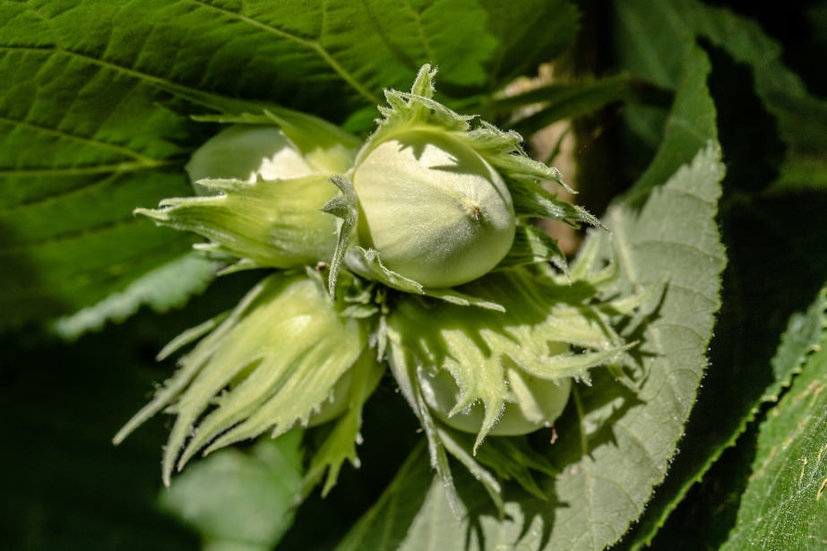 Gęste nasadzenia leszczyny (co 70 cm) – ślepa uliczka czy kamień milowy?