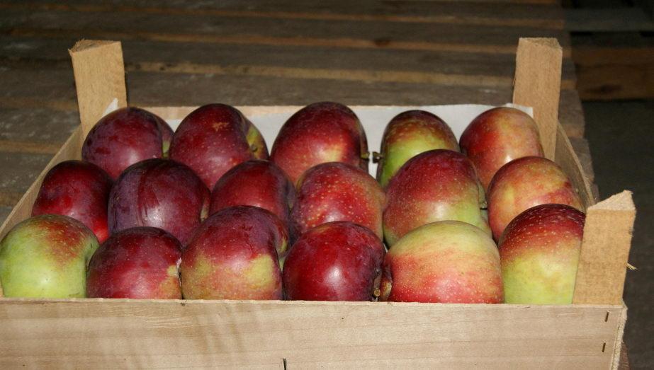 Trudny rok dla producentów jabłek 