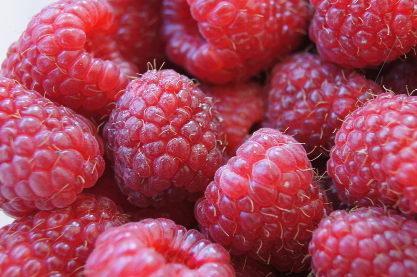 Czy maliny zostaną zebrane? Ceny nie pokrywają nakładów! 