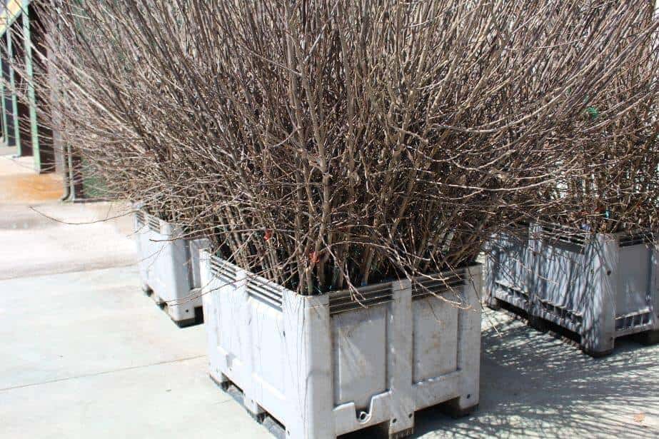 Import materiału szkółkarskiego po Brexicie