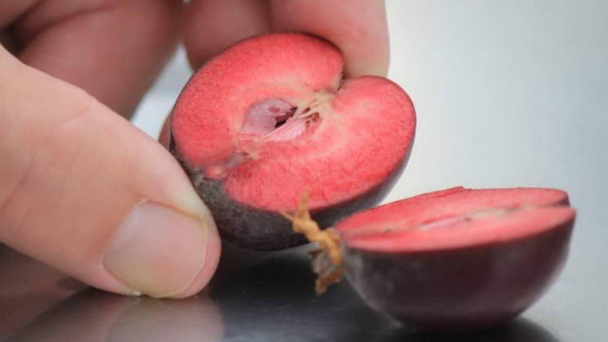 Modyfikowana genetycznie odmiana jabłek – czerwony miąższ i smak Gali