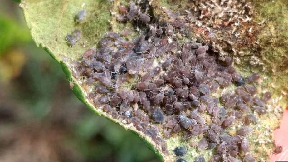 PO CO i JAK rotować środki ochrony roślin?